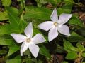 Vinca minor